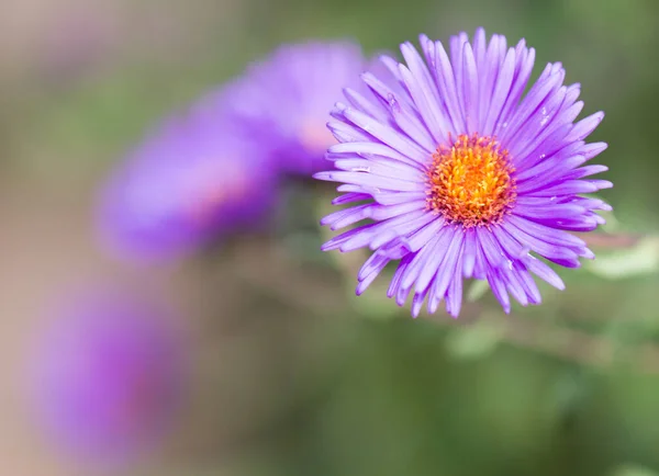 Fiore Viola Natura Nel Parco Nella Natura — Foto Stock