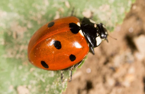 Coccinelle Sur Une Plante Dans Nature — Photo