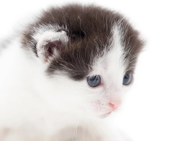 Petit Chaton Sur Fond Blanc Photos Studio — Photo