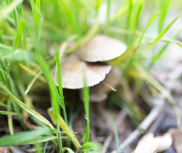 Mushroom Forest Nature Park Nature — Stock Photo, Image