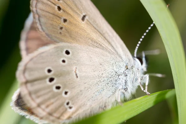 Papillon Dans Nature Macro Dans Parc Dans Nature — Photo