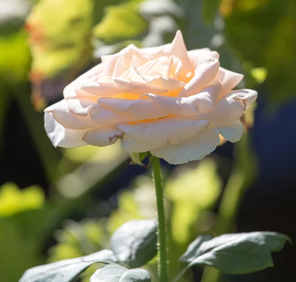 Rosa Blanca Parque Naturaleza — Foto de Stock