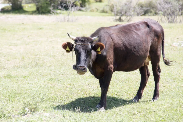 Mucca Pascolo Natura Nel Parco Nella Natura — Foto Stock