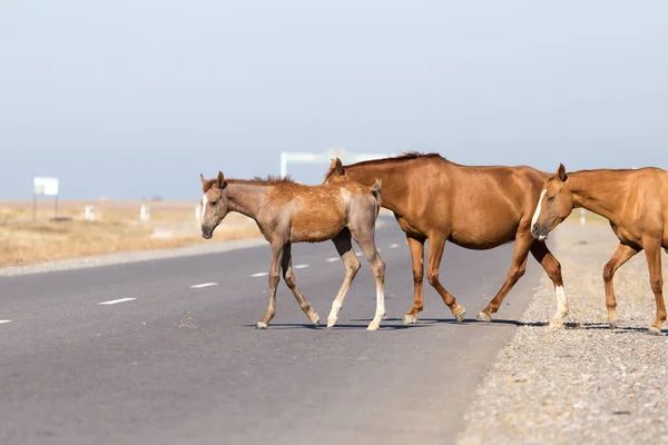 Άλογο Διασχίζει Δρόμο Στο Πάρκο Στη Φύση — Φωτογραφία Αρχείου