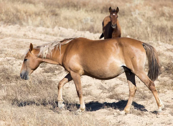 Cheval Dans Pâturage Dans Désert — Photo