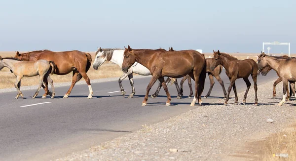 Cavallo Che Attraversa Strada Nel Parco Nella Natura — Foto Stock