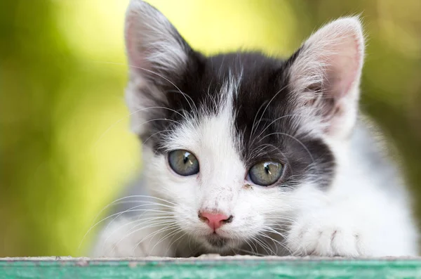 Doğada Güzel Küçük Bir Kedi Yavrusu Doğadaki Parkta — Stok fotoğraf
