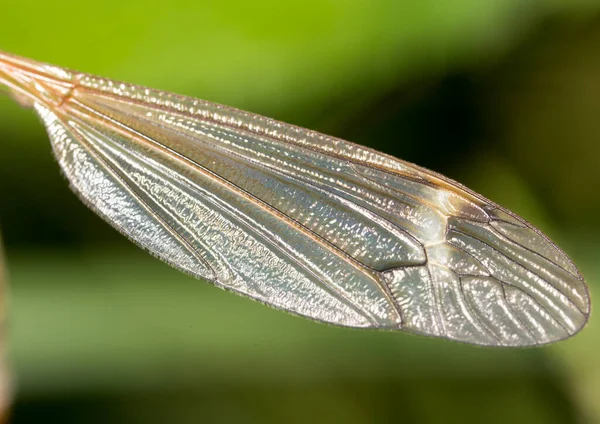 Крыло Комара Природе Macro — стоковое фото