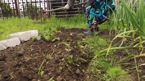 Close Footage Woman Cultivating Ground Garden — Stock Video