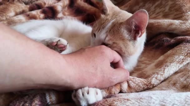 毛布の上でリラックスしている美しい猫のクローズアップ映像 — ストック動画