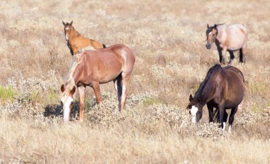 Çölde otlakta bir at. .
