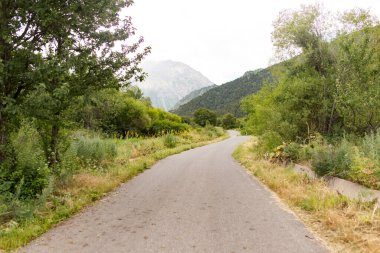 Doğadaki asfalt yol. Doğadaki parkta.