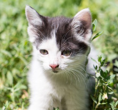 Doğada güzel küçük bir kedi yavrusu. Doğadaki parkta.