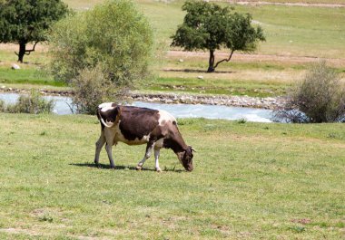 Doğada bir çayırda inek. Doğadaki parkta.