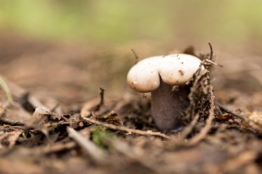 Doğadaki ormanda mantar. Doğadaki parkta.