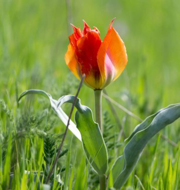 Vahşi kırmızı lale. Doğadaki parkta.