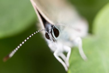 Doğadaki kelebek. Makro. Doğadaki parkta.