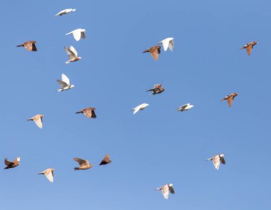 Mavi gökyüzünün arka planında güvercinler .
