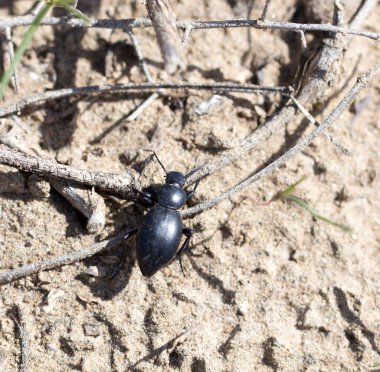 Doğadaki böcek. Makro. Doğadaki parkta.