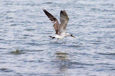 Martı uçarken balık yakaladı. Doğadaki parkta.