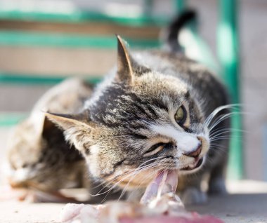 Kedi doğada et yer. Doğadaki parkta.