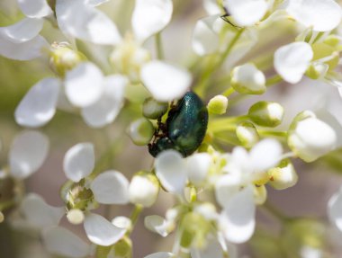 Beyaz bir çiçekte bir böcek. makro .