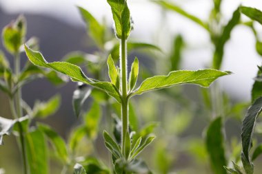 yeşil çimen yaprakları doğada .
