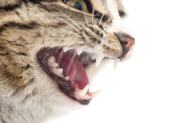 Beyaz arka planda şeytani kedi dişleri. makro .