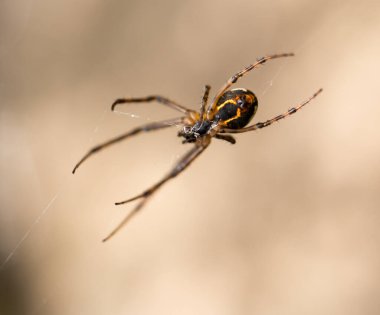 Örümcek doğada. Makro. Doğadaki parkta.