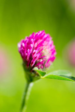 Doğada kırmızı yonca çiçeği. Doğadaki parkta.