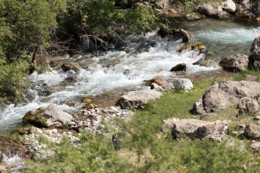 Kazakistan 'daki dağ nehri. Doğadaki parkta.