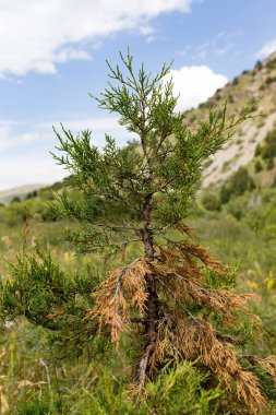 Doğada dağlardaki kozalaklı ağaçlar. .