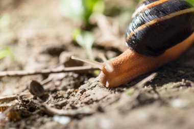 Doğada yerde salyangoz var. Doğadaki parkta.