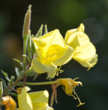 Doğadaki sarı çiçek. Doğadaki parkta.