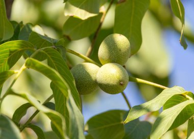 Ağaçta yeşil ceviz var. Doğadaki parkta.