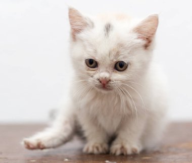 Güzel beyaz kedi yavrusu kirlenmiş. Fotoğraflar stüdyoda.