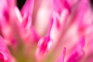 Doğada kırmızı yonca çiçeği. Doğadaki parkta.