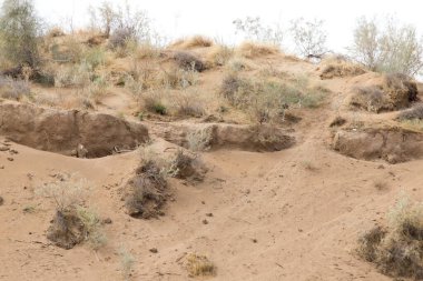 Çöldeki kumda bir bitki .