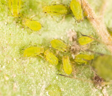 Ekstrem büyütme - Bitkinin üzerindeki yeşil yaprak bitleri .