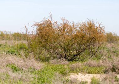 Çöldeki kozalaklı ağaç. Doğadaki parkta.