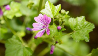 Doğada güzel mor bir çiçek. Doğadaki parkta.