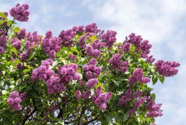 Doğada güzel leylak çiçekleri. Doğadaki parkta.