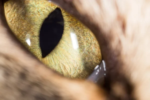 黄猫的眼睛 超级宏观 演播室的照片 — 图库照片