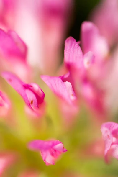 Fiore Trifoglio Rosso Natura Nel Parco Nella Natura — Foto Stock