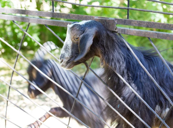 Geten Bakom Ett Staket Zoo — Stockfoto