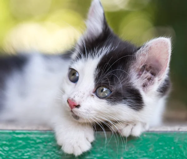 Beau Petit Chaton Sur Nature Dans Parc Dans Nature — Photo