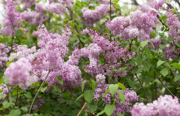自然界中美丽的紫丁香花 在大自然的公园里 — 图库照片
