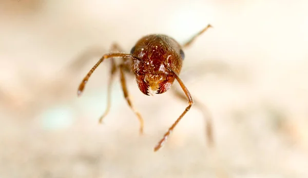 Doğadaki Küçük Karınca Süper Makro Doğadaki Parkta — Stok fotoğraf