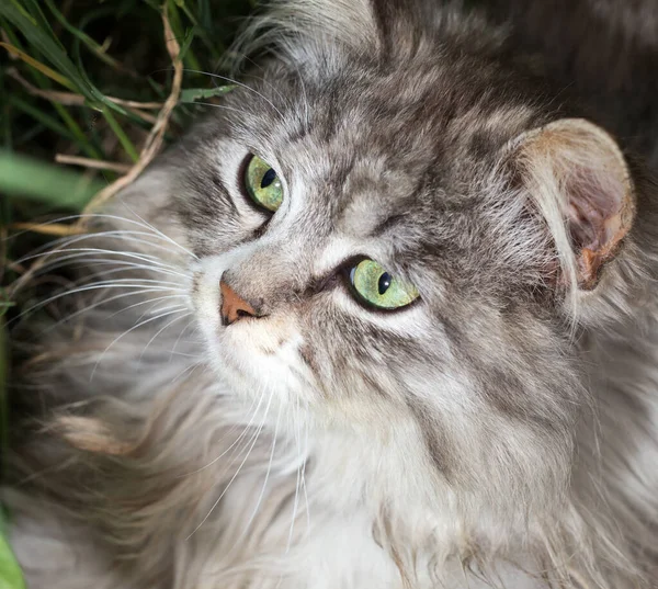 Doğadaki Güzel Bir Kedinin Portresi — Stok fotoğraf
