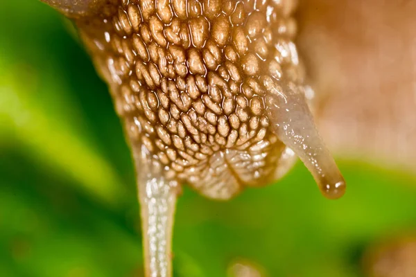 Detail Einer Schnecke Der Natur Supermakro — Stockfoto